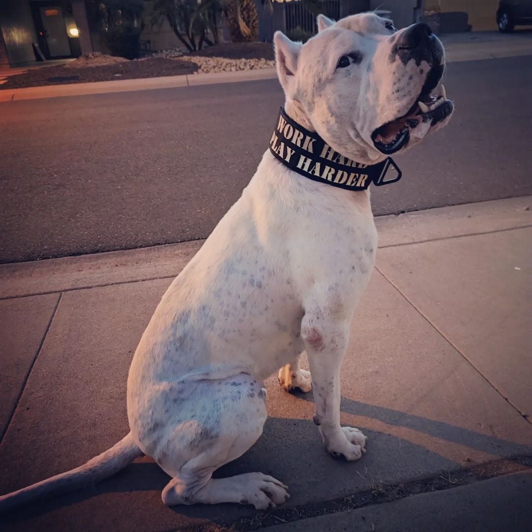 Big Dogs - Black - 3” Tactical collar