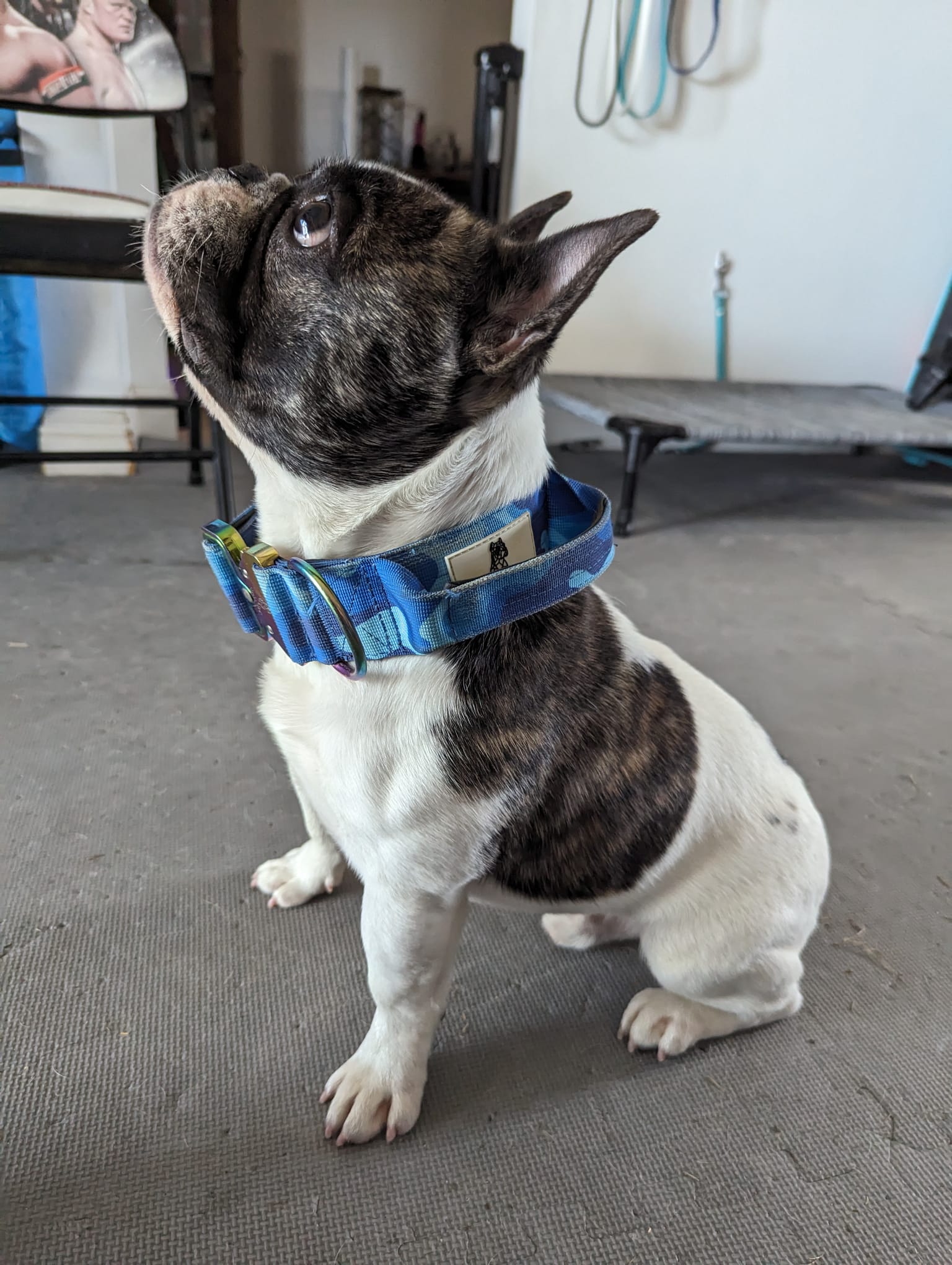 Defence Dog Collar - Iridescent - Where's Blue?