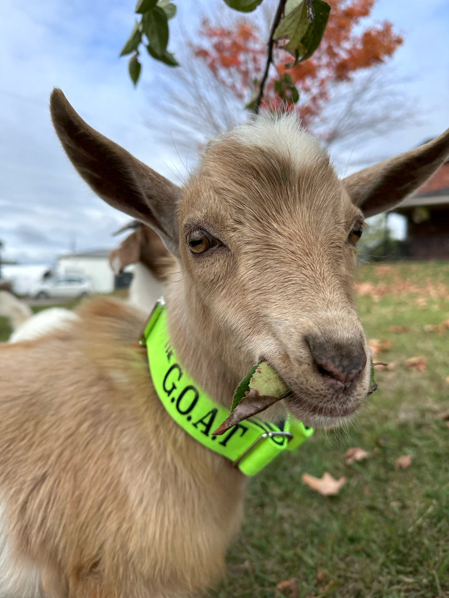Defence Dog Collar - Chrome - Toxic Green