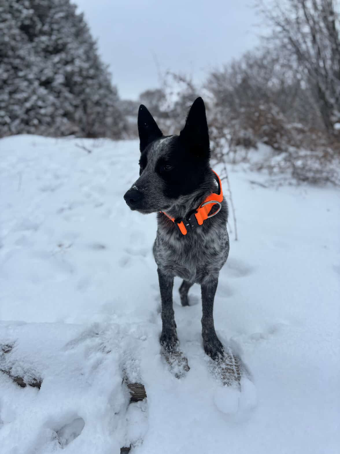 LED Dog Collar - Charcoal - Autumn
