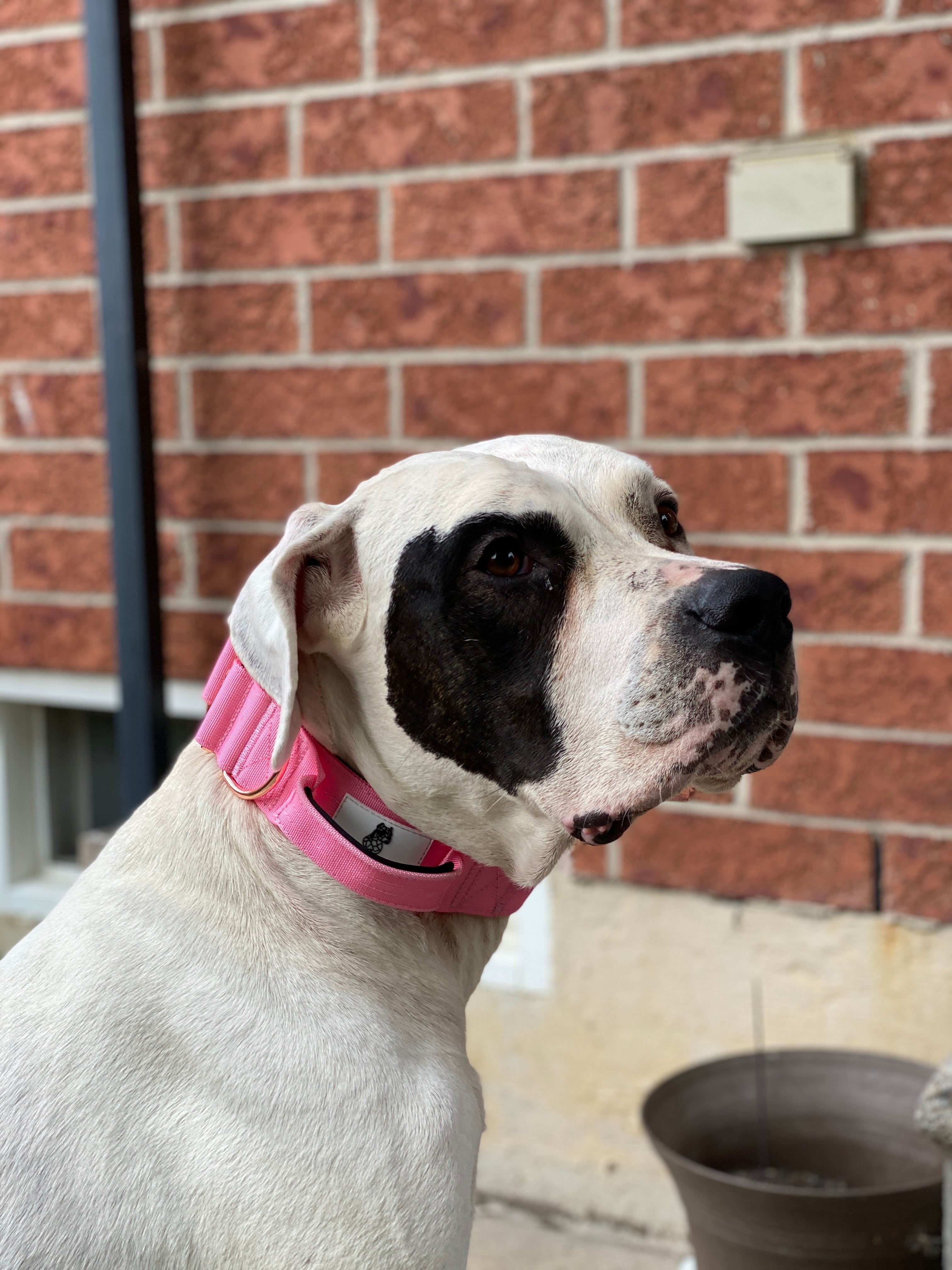 E-Covered - Rosé - Blossom