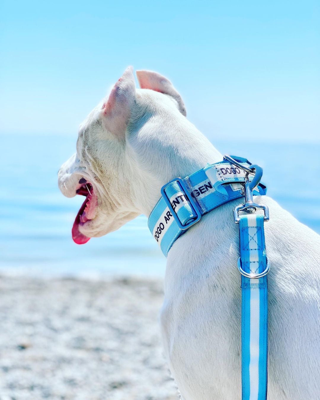 Defence Dog Leash - Chrome - Dogo Argentino