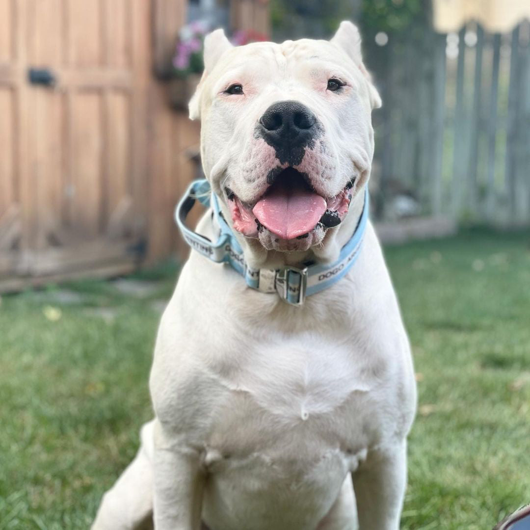 Defence Dog Collar - Chrome - Dogo Argentino