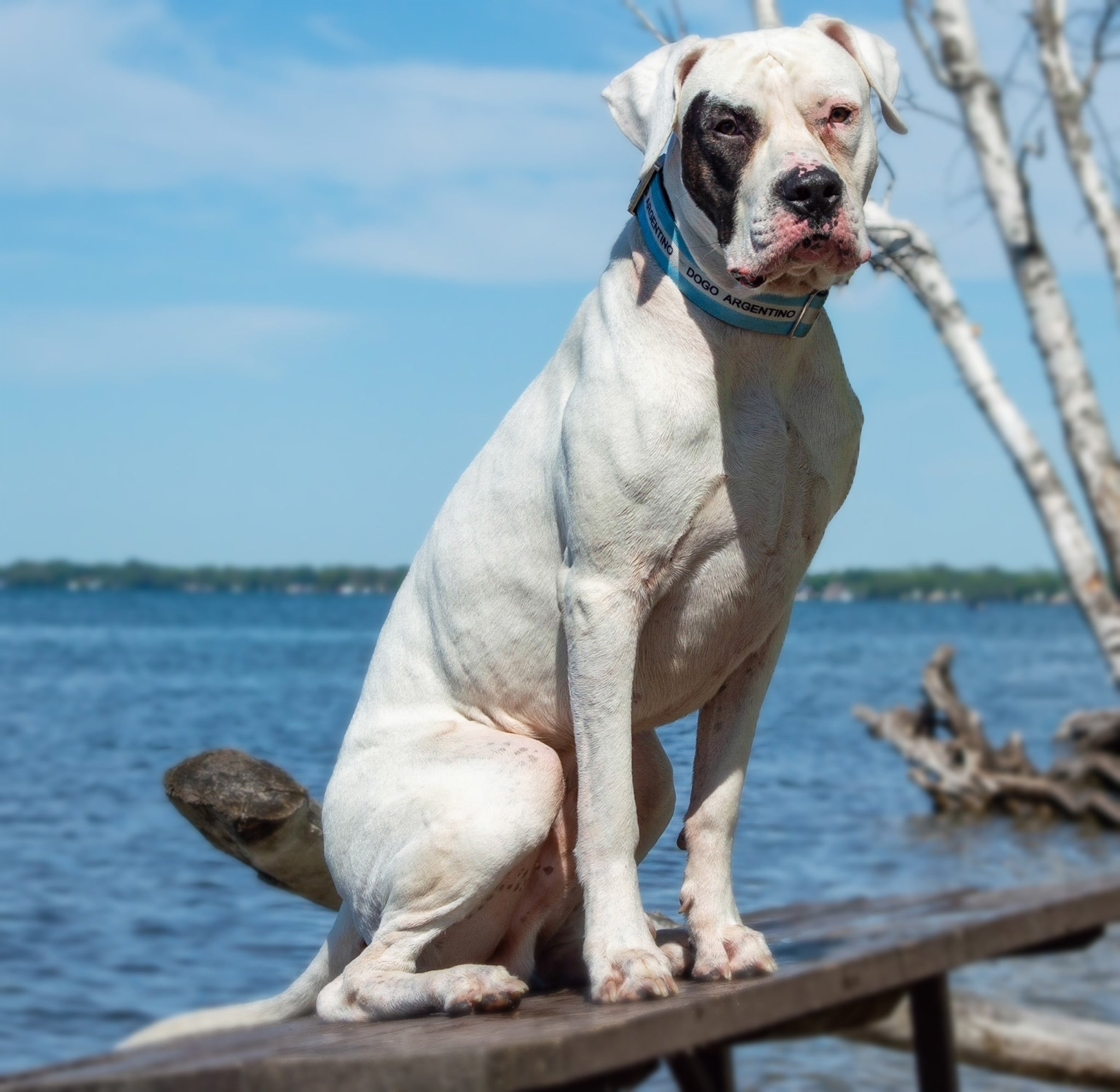 Defence Dog Collar - Chrome - Dogo Argentino
