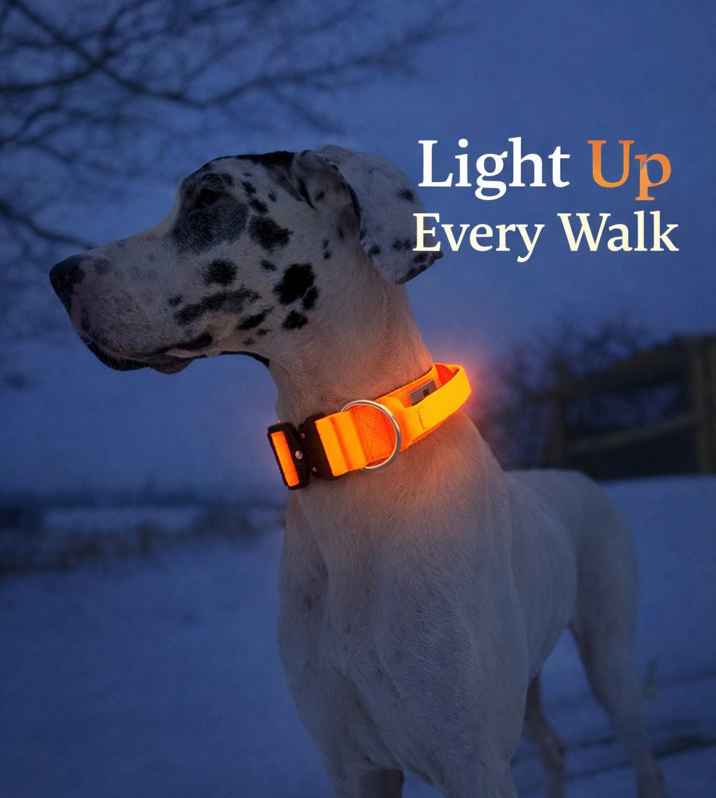LED Dog Collar - Charcoal - Autumn