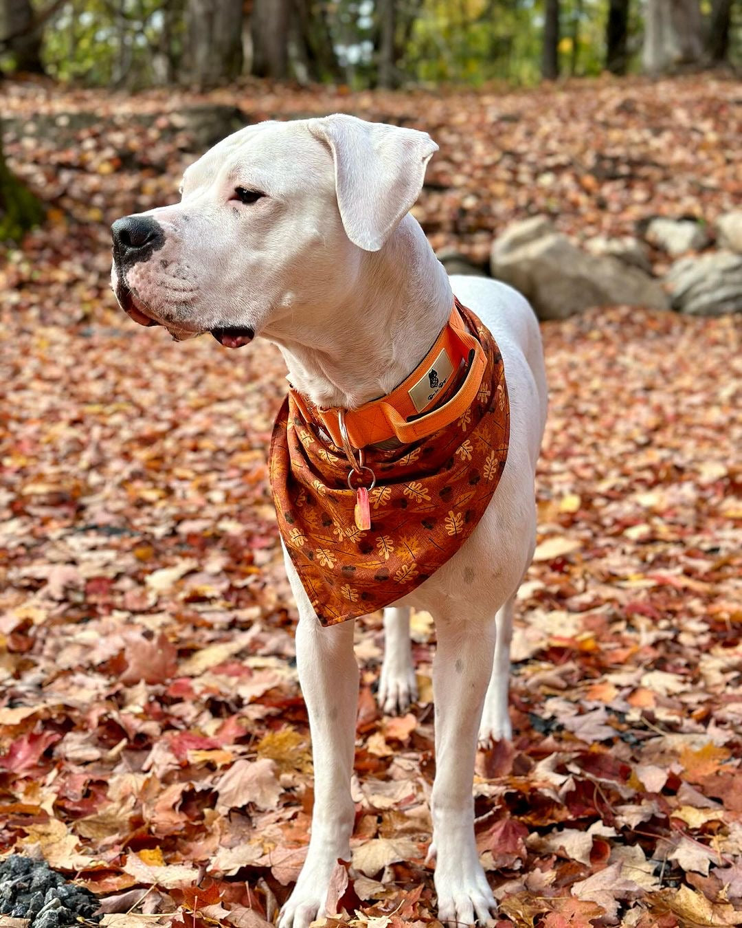 Defence Dog Collar - Rosé - Autumn