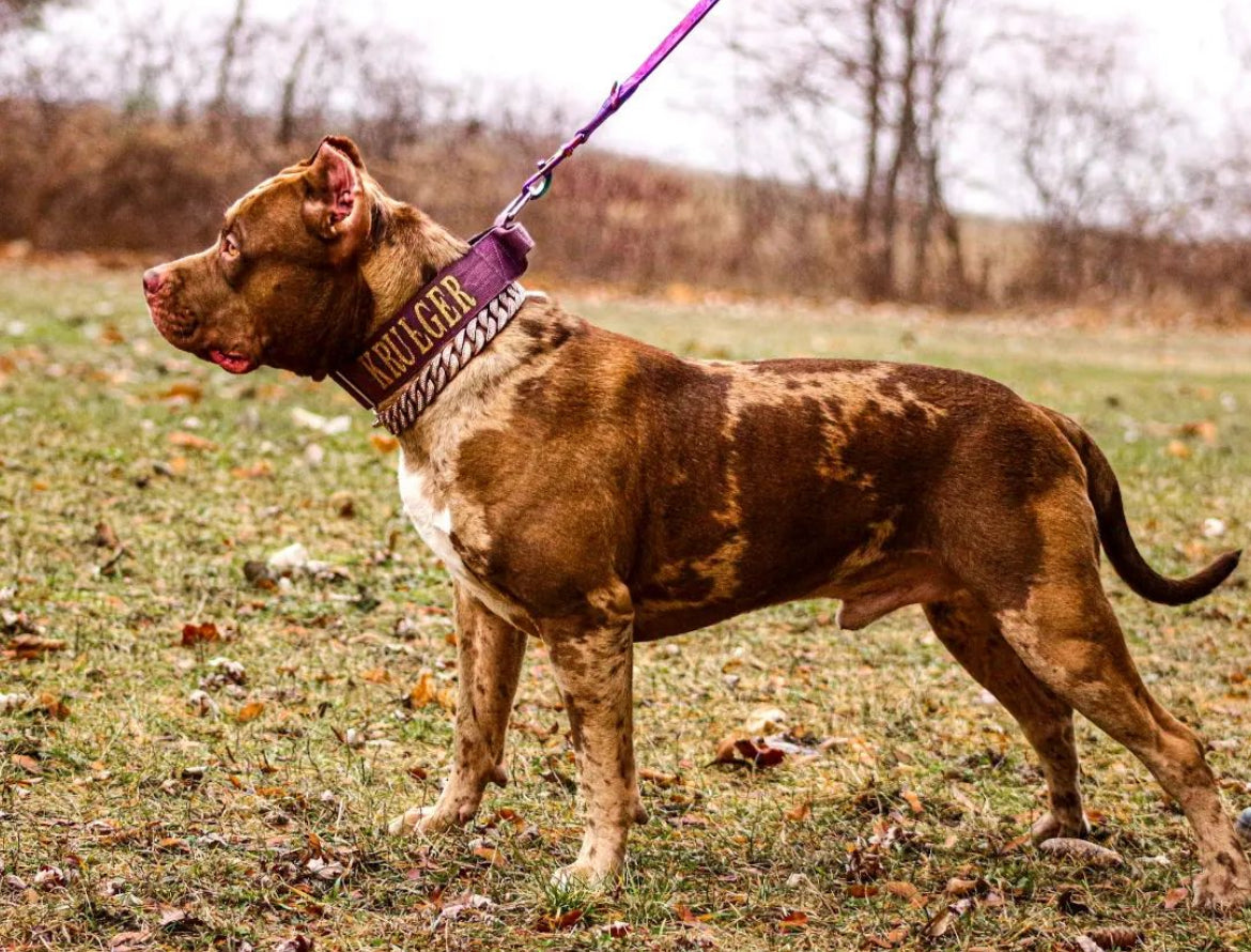 Defence Dog Collar - Chrome - Eggplant