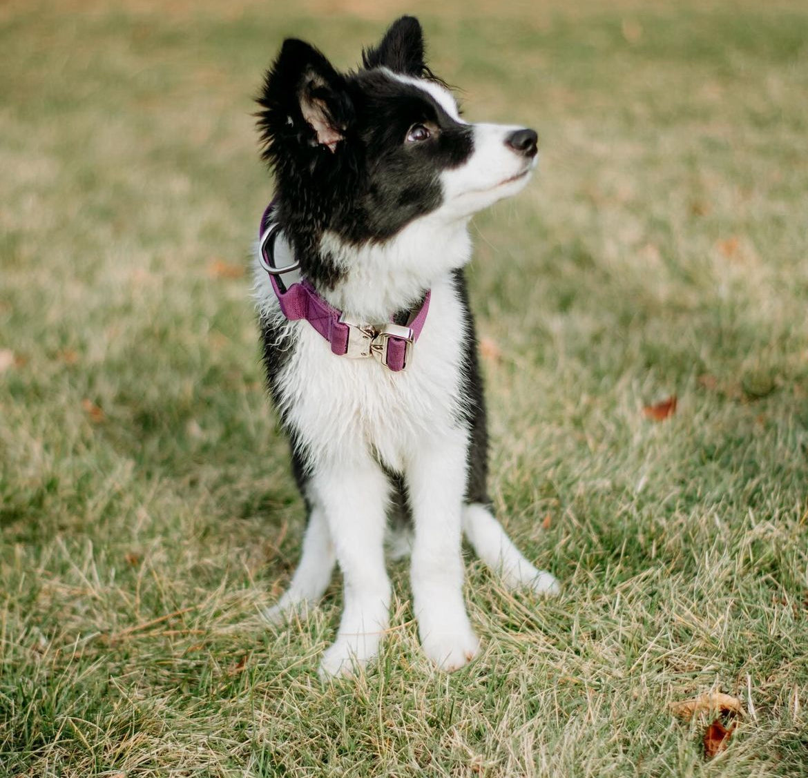 Defence Dog Collar - Chrome - Eggplant